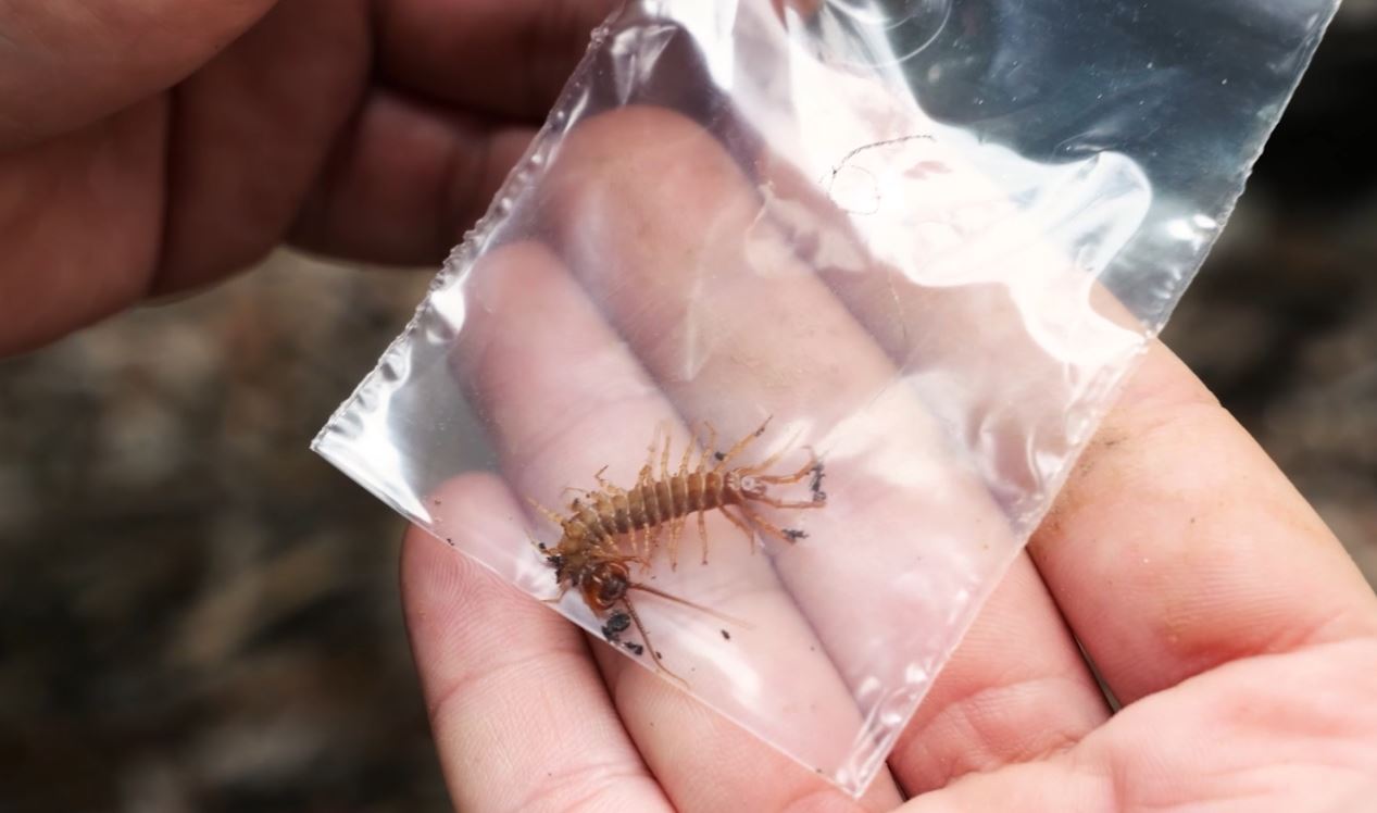 collecte insecte rampant